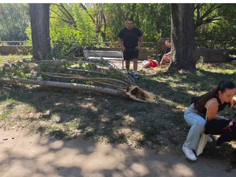 В Пловдив убива безхаберието, а не дърветата